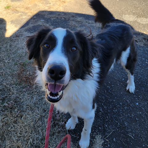 Ollie – Phoenix Rising Border Collie Rescue – North Carolina and South ...