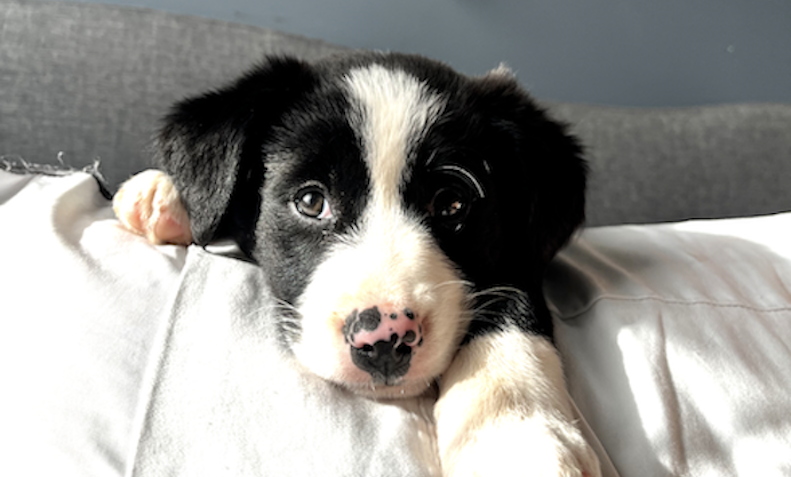 Pepper as a puppy