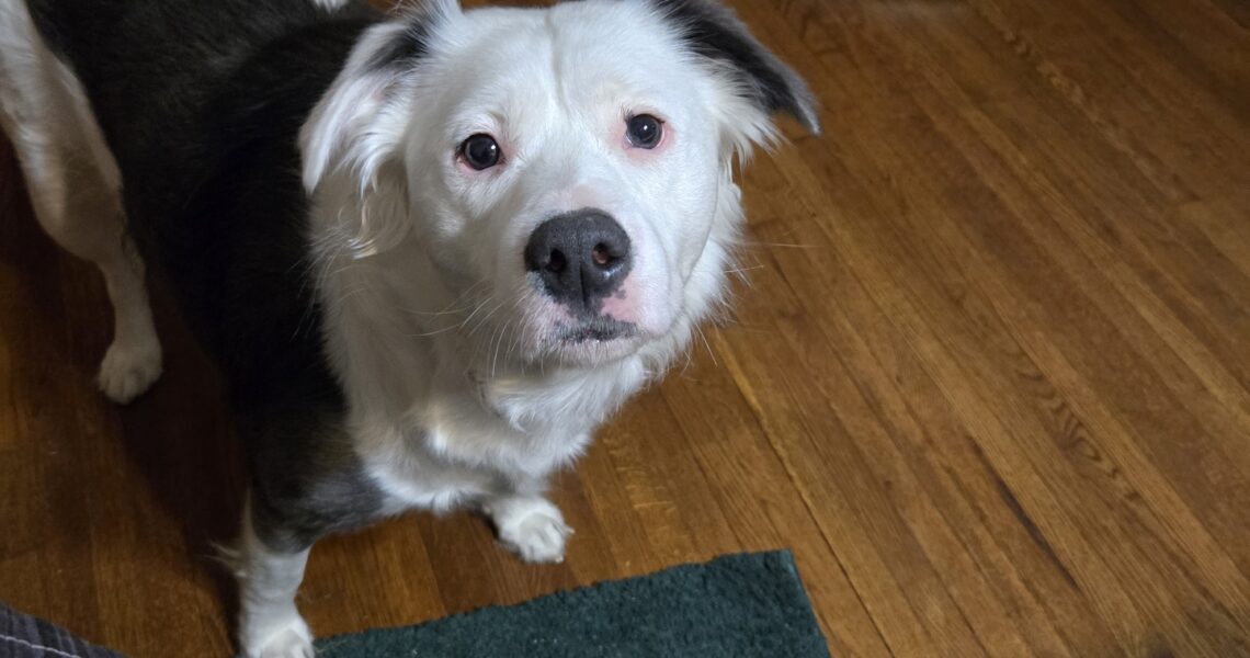 DeeDee